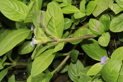 Limnophila rugosa