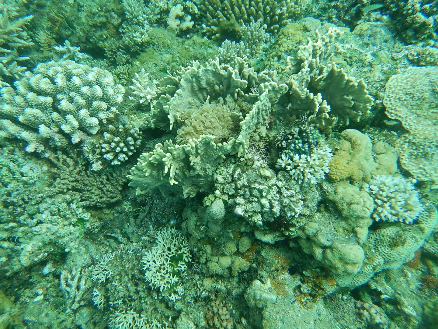 Millepora platyphylla Hemprich & Ehrenberg, 1834