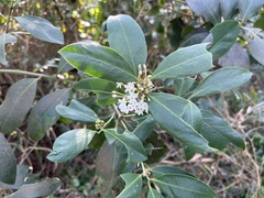 Acokanthera oppositifolia