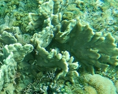 Millepora platyphylla