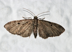 Eupithecia icterata