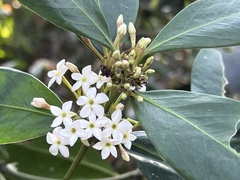 Acokanthera oppositifolia