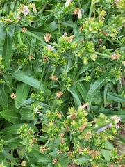 Cichorium intybus