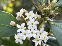 Acokanthera oppositifolia