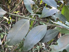 Acokanthera oppositifolia