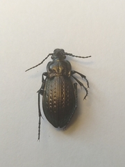 Carabus cumanus