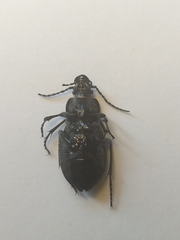 Carabus cumanus