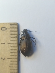 Carabus cumanus