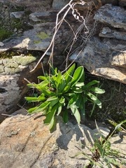 Tylecodon grandiflorus