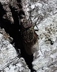 Polleniidae