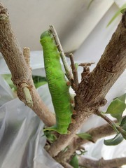 Cephonodes hylas hylas