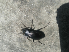 Morphocarabus