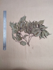 Syzygium densiflorum