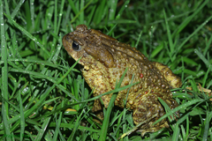 Duttaphrynus himalayanus