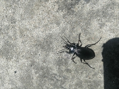 Morphocarabus