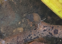Bithynia tentaculata
