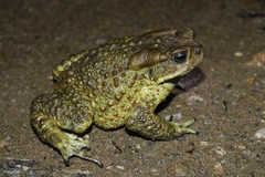 Duttaphrynus himalayanus