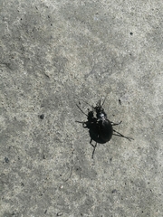 Morphocarabus