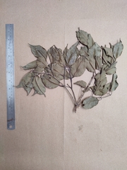 Syzygium densiflorum