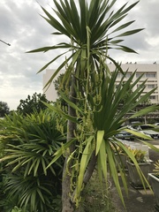 Dracaena cochinchinensis