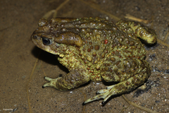 Duttaphrynus himalayanus