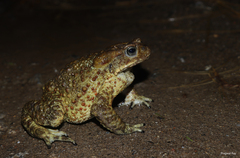 Duttaphrynus himalayanus