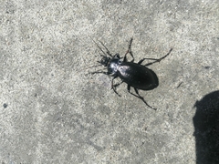 Morphocarabus