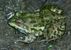 Hoplobatrachus crassus