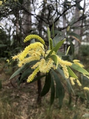 Acacia binervia