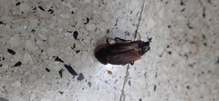 Blatta orientalis