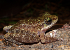 Amolops marmoratus