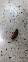 Blatta orientalis
