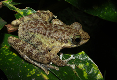 Amolops marmoratus