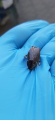 Blatta orientalis