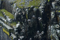 Rissa tridactyla tridactyla