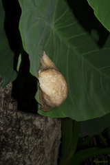 Polypedates teraiensis