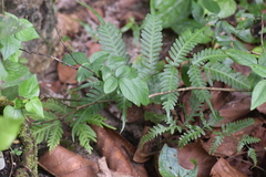 Pteris semipinnata