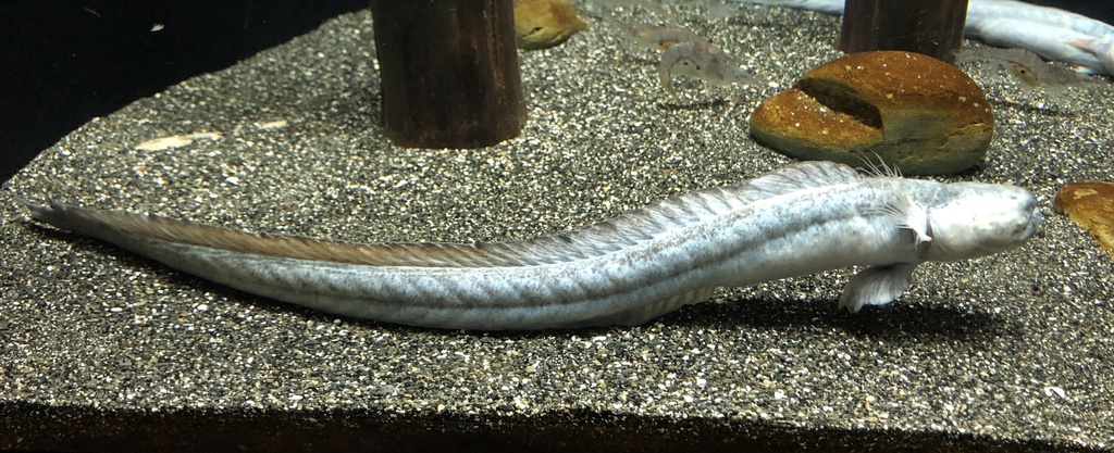 Eel Goby