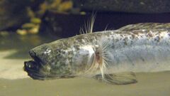 Eel Goby photo 2