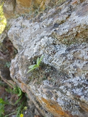 Tylecodon grandiflorus