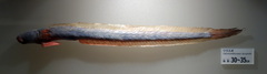 Eel Goby photo 3