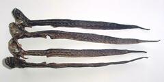 Eel Goby photo 4