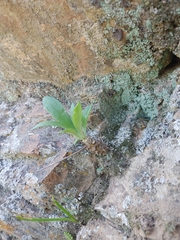 Tylecodon grandiflorus