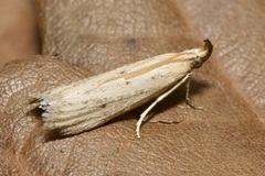 Hypsotropa unipunctella