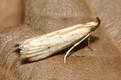 Hypsotropa unipunctella