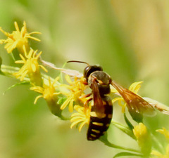 Bicyrtes insidiatrix