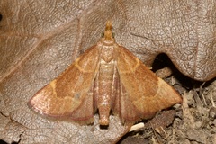 Hypsopygia rubidalis