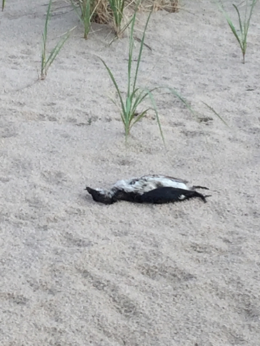 Alcidae