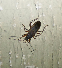 Balboa ampliata