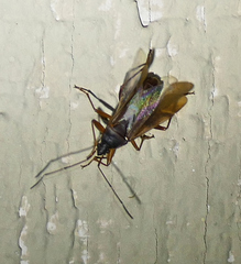 Balboa ampliata